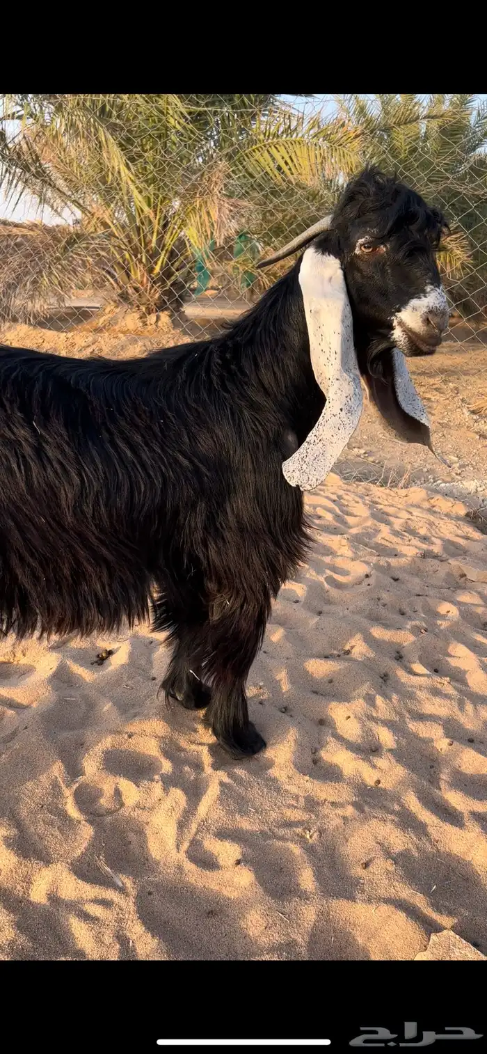 تيس عارضي خصم 0