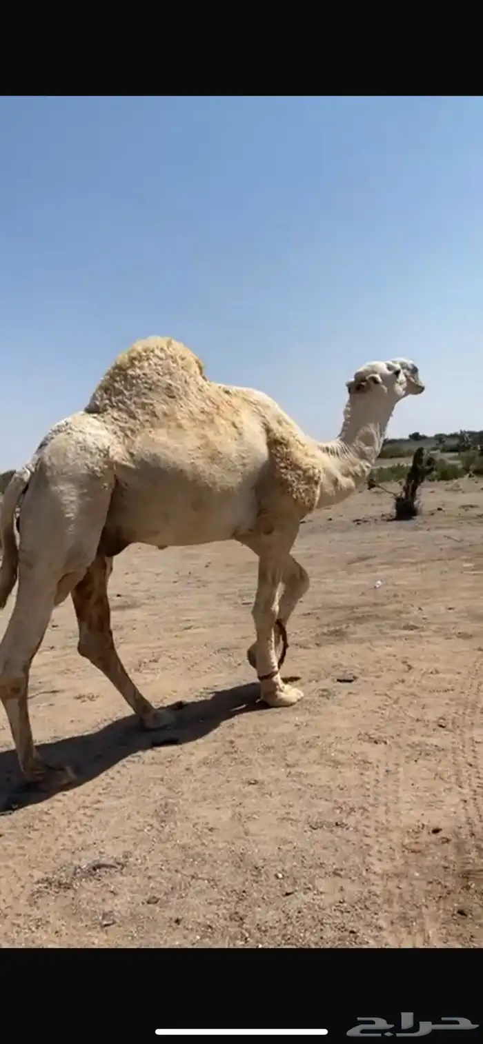 آبل 0