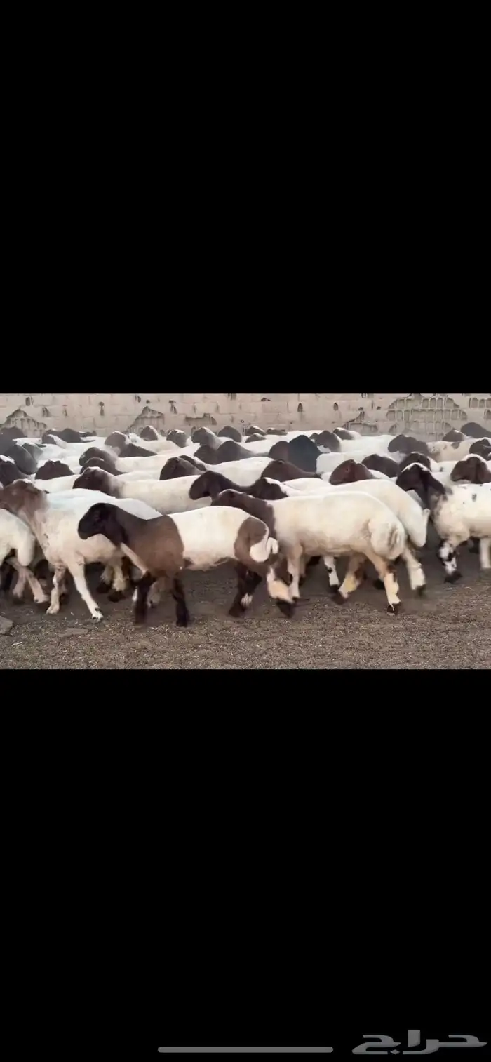 جذعات نعيم مقاني 6