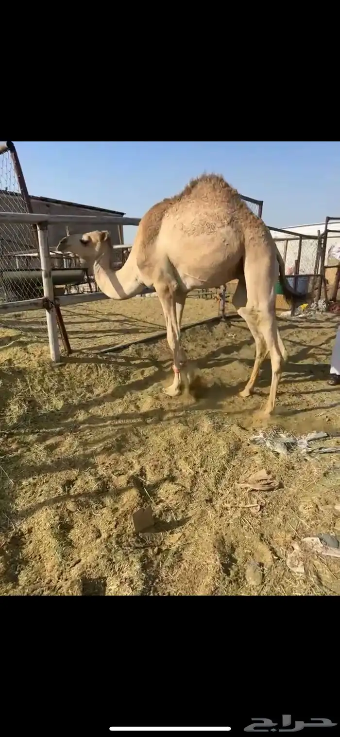 قعود بلدي ارك كفوو 1