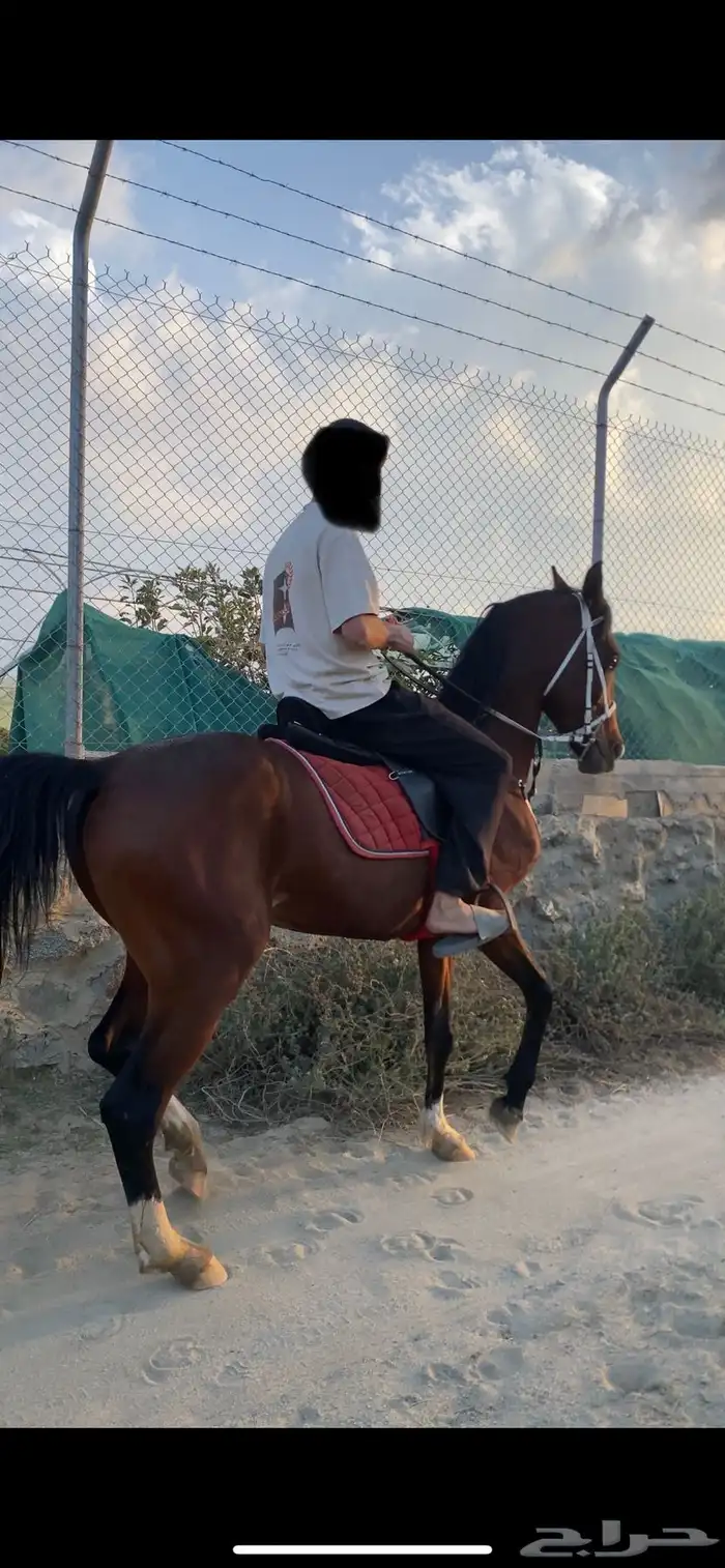 حصان شعبي طرب 0