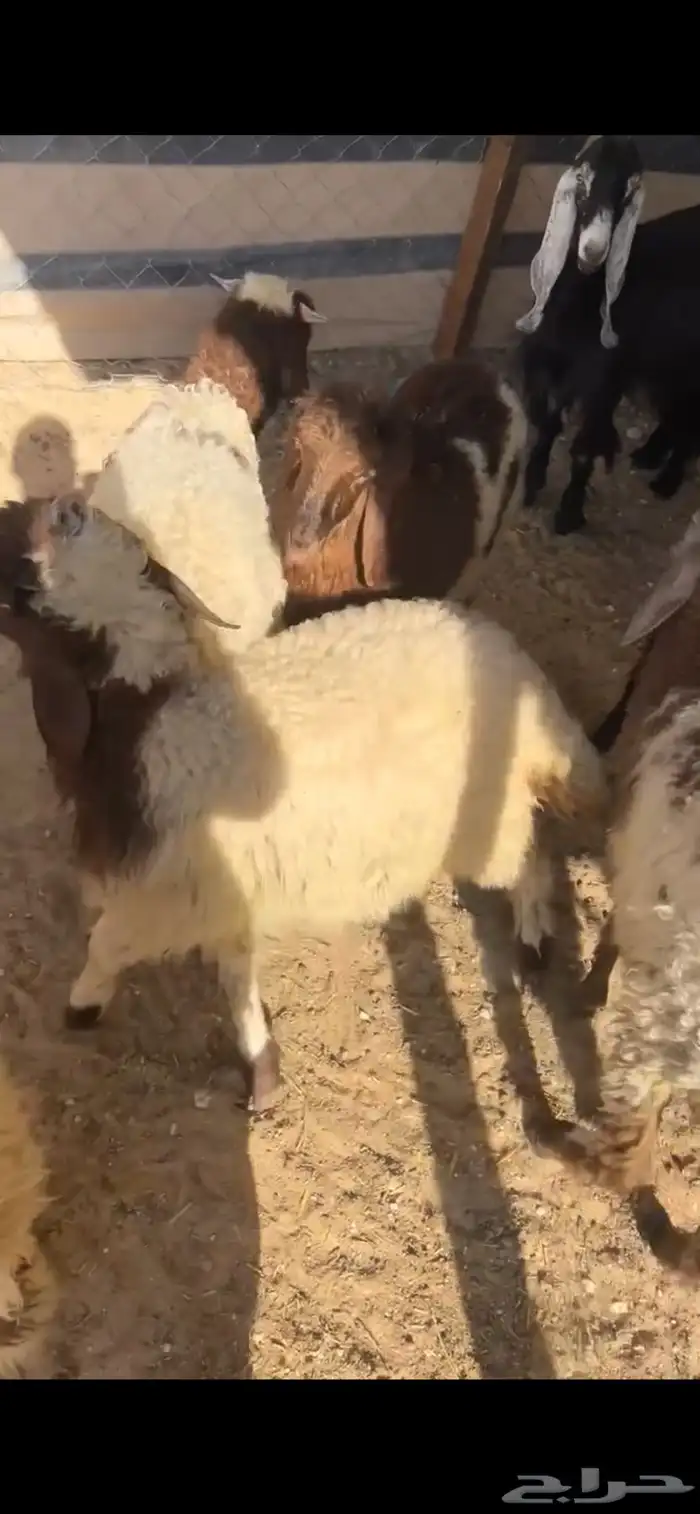 نعيم 6