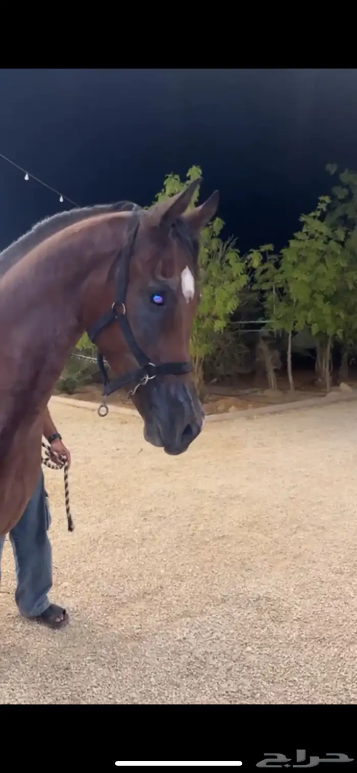 حلاق خيل جمال جسم 0