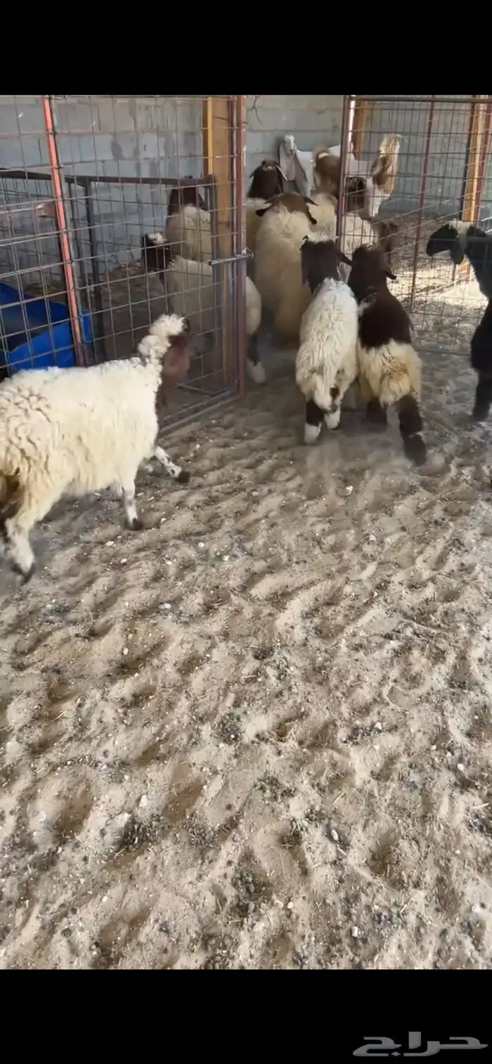 نعيم 2