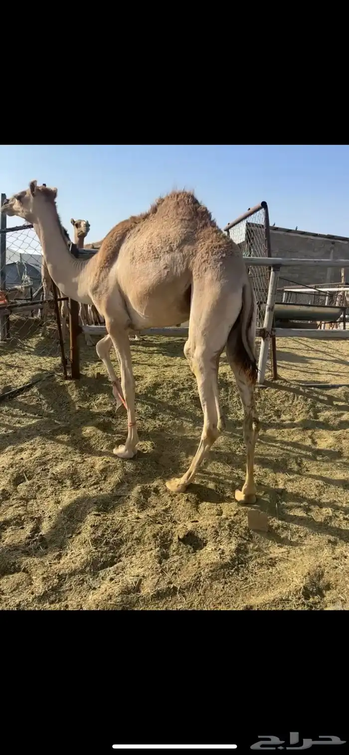 قعود بلدي ارك كفوو 0