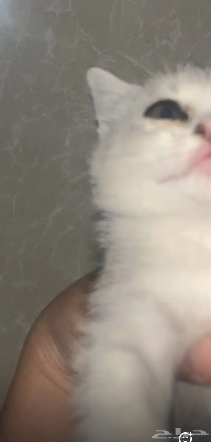 قطط سكوتش ستريت اجود الأنواع وألطفهم 1