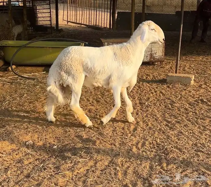 فحل حري ثني 1