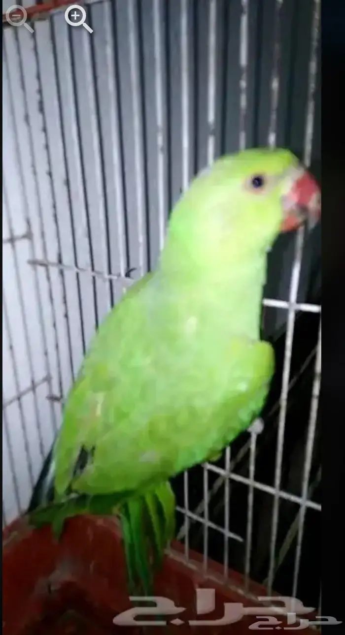 دره هندي للبيع 1