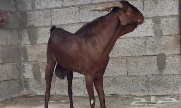 فحل ادهم ادبس رباع 6