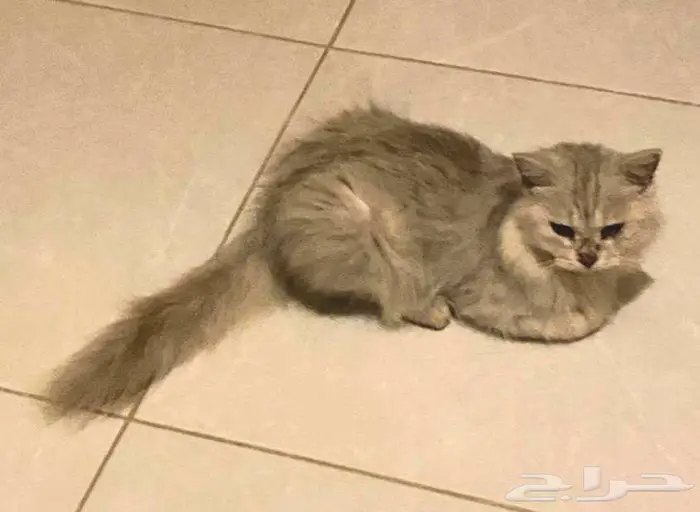 قطة مجانا 0