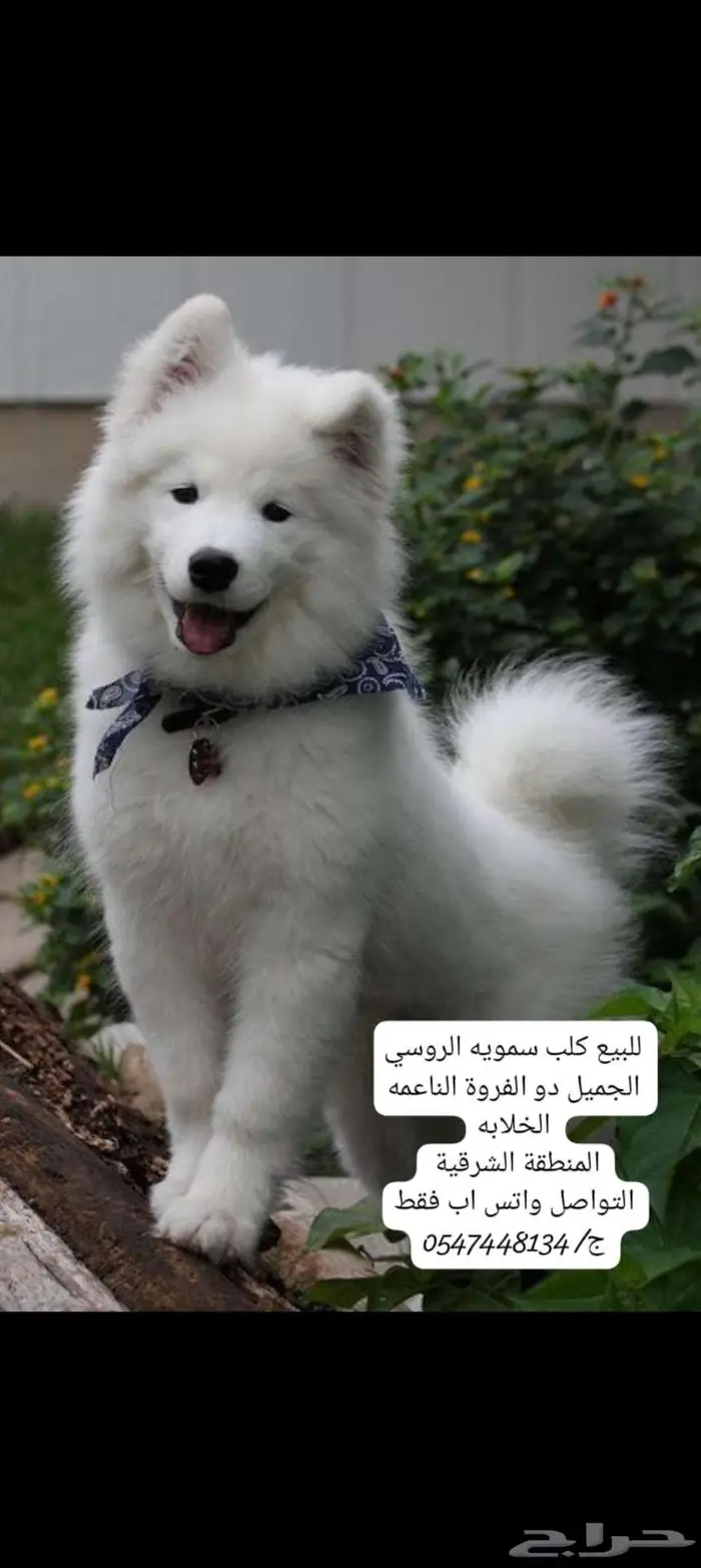 فصيلة سامويد الروسية مواليد البلد 0