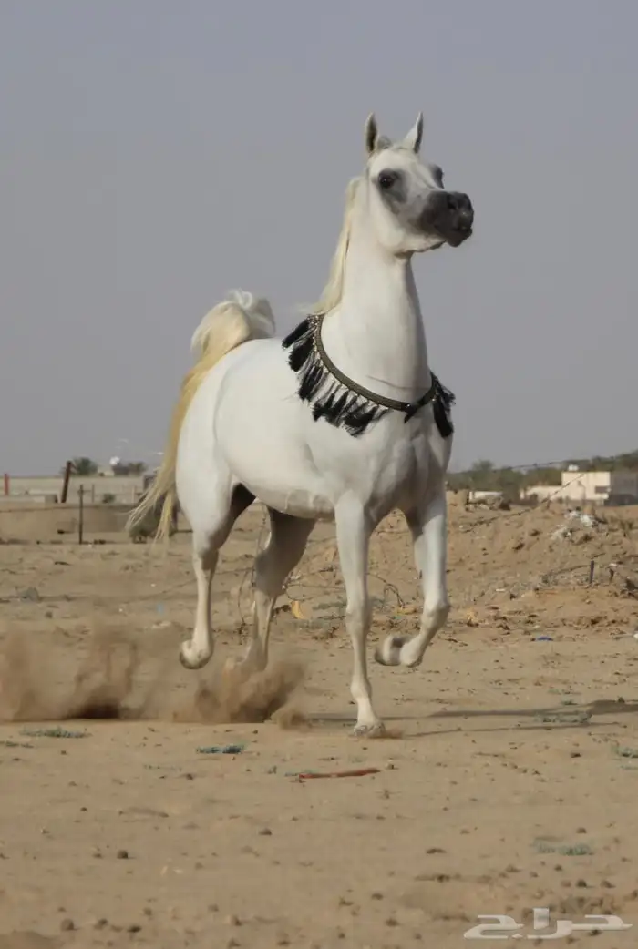 فرس عربية أصيلة ( بيور مصري ) 1