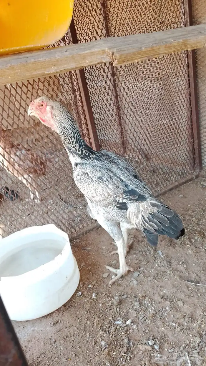 للبيع دجاجه حجازيه 0