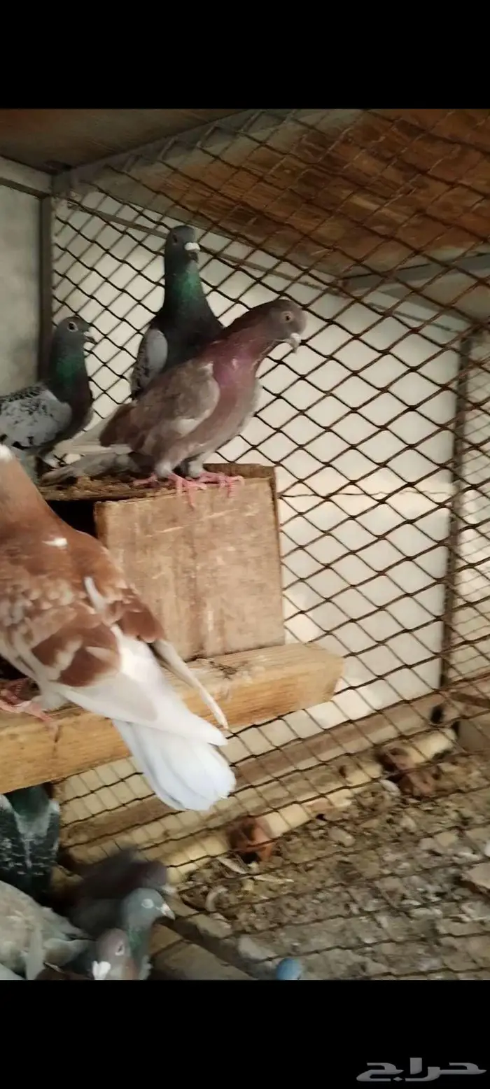 للبيع مجموعه حمام مشكلين 3