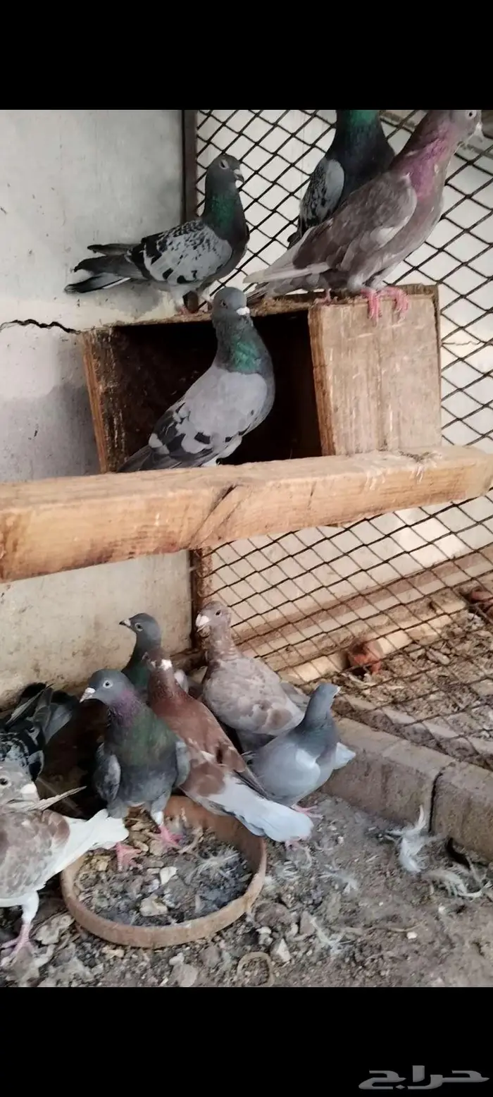 للبيع مجموعه حمام مشكلين 2
