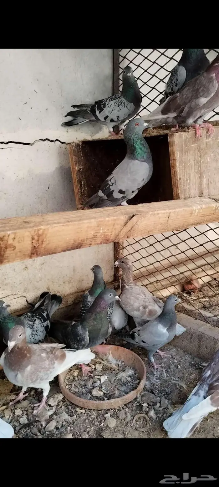للبيع مجموعه حمام مشكلين 0