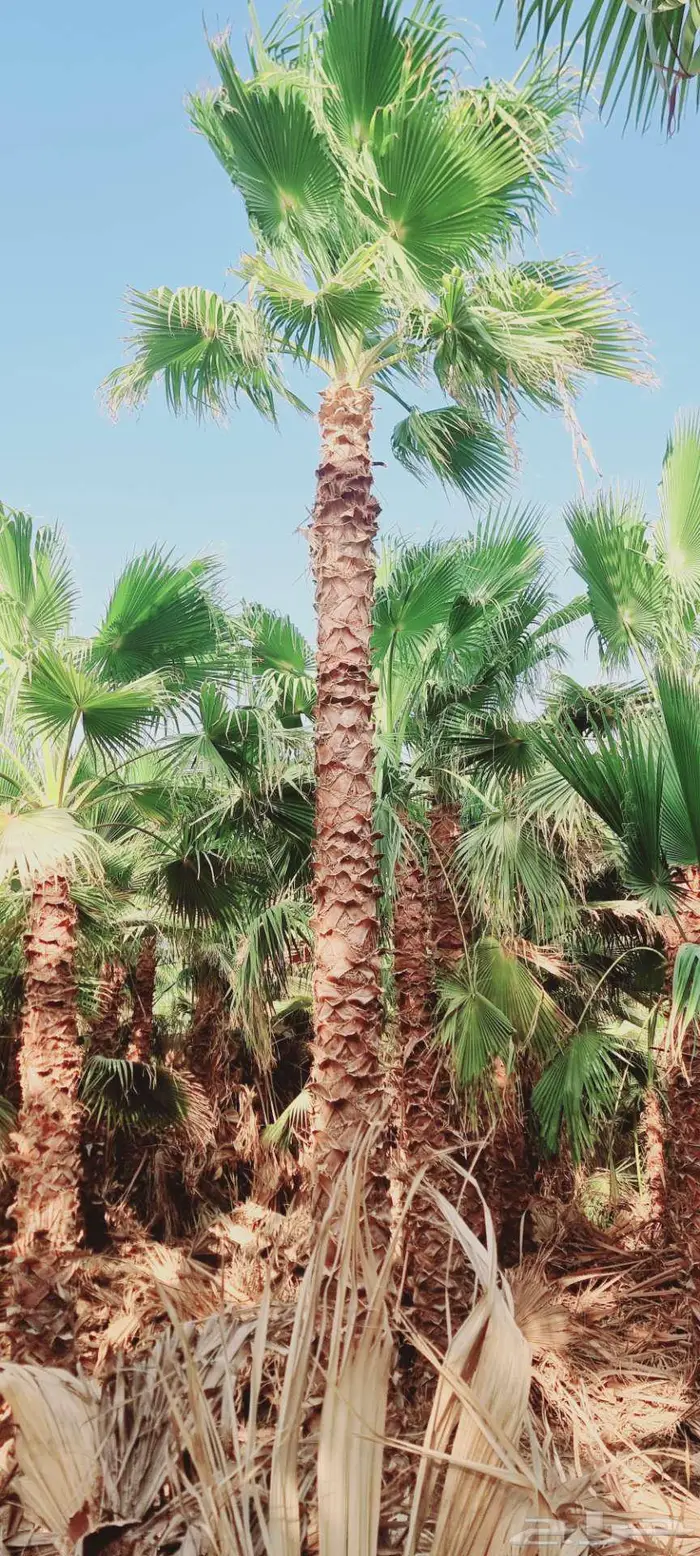 نخل واشنطني 2