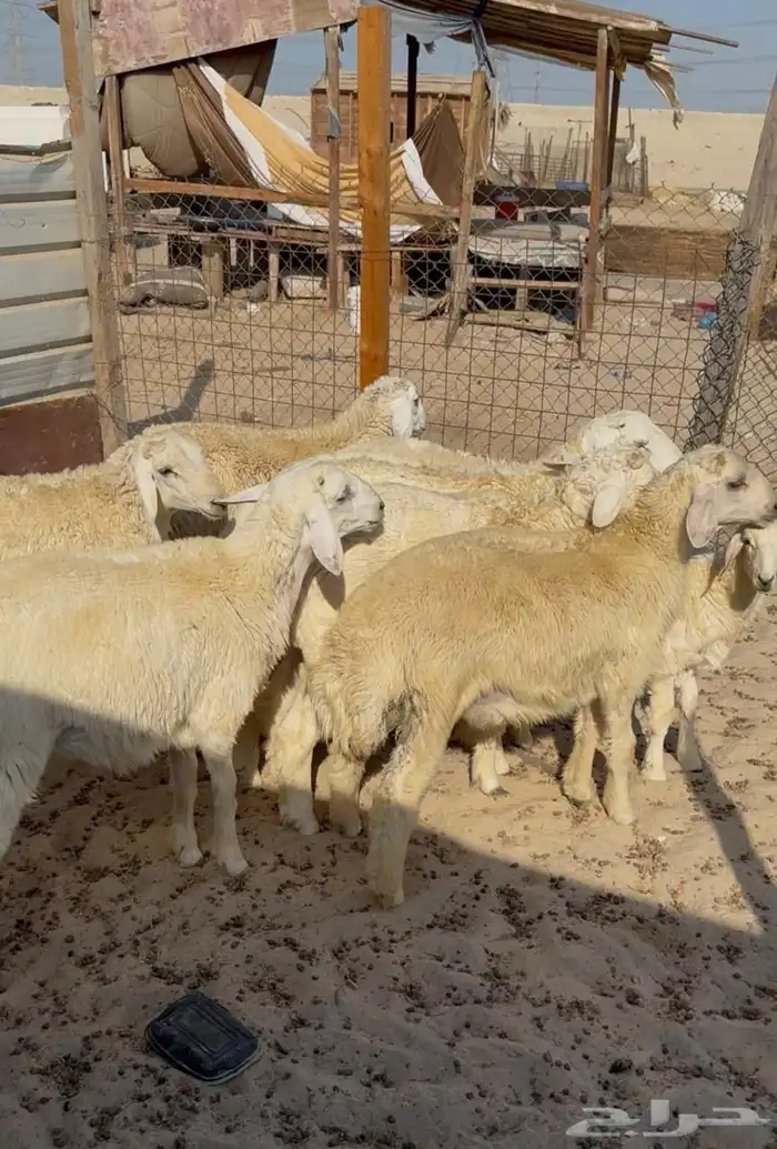 جذعان حريات العمر سبع شهور ع الشرط 1