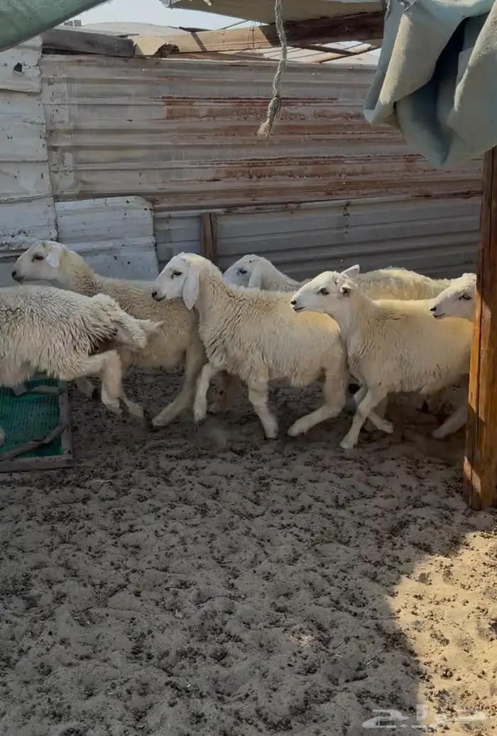 جذعان حريات العمر سبع شهور ع الشرط 2
