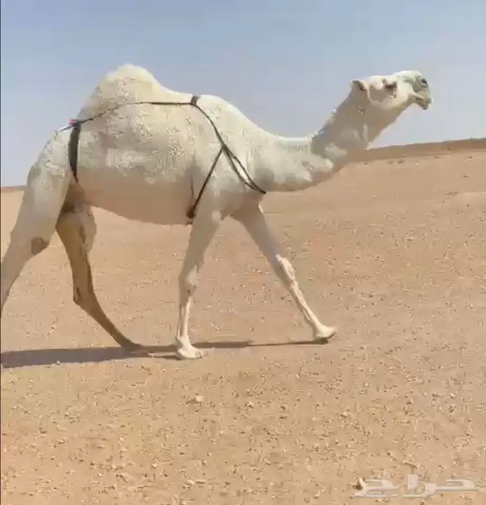 للبيع الضروبه الكفو على جميع الشروط 0