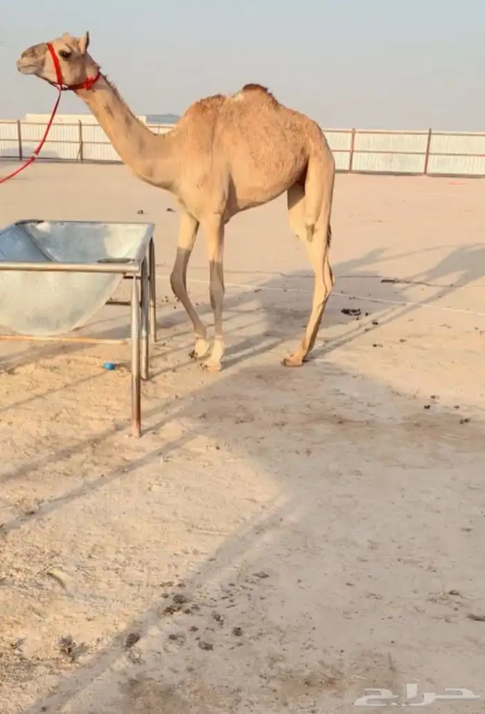 حقه سابق 0