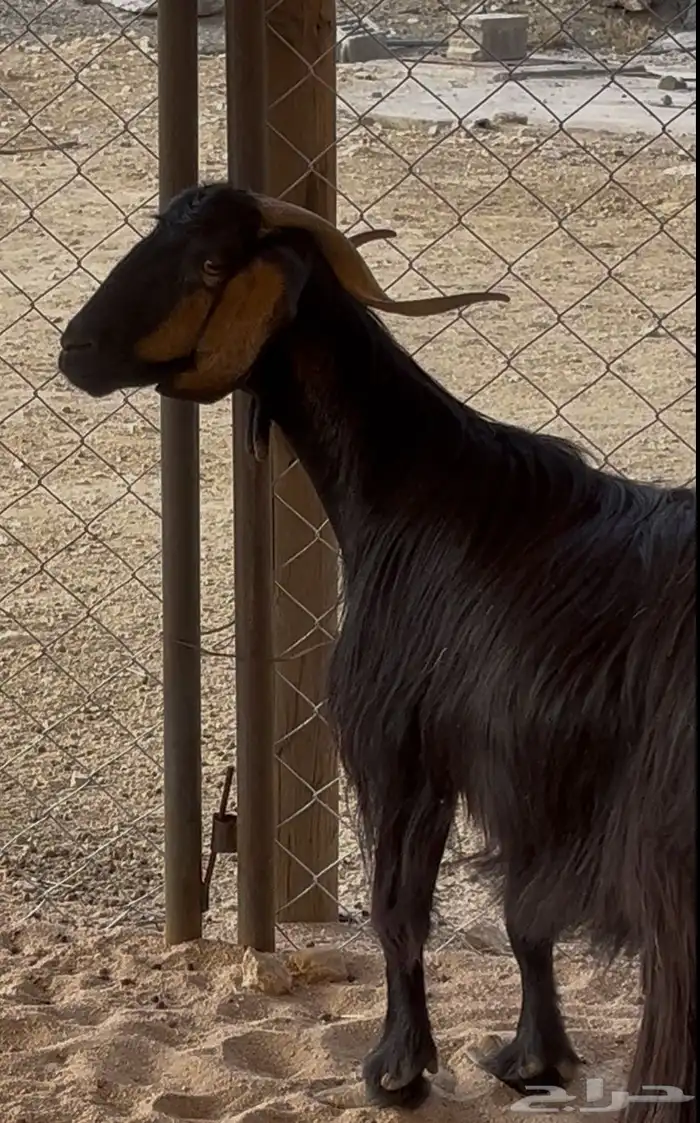 عنز دغساء حاصب 0