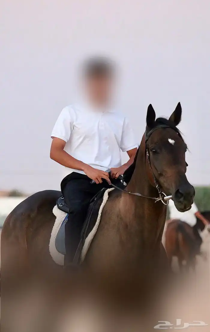 حصان انقليزي هادي للركوب 0