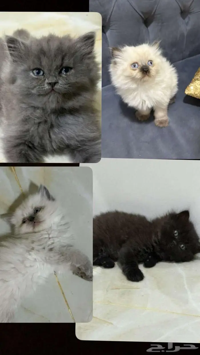 للبيع قطط كيتن صغيره 0