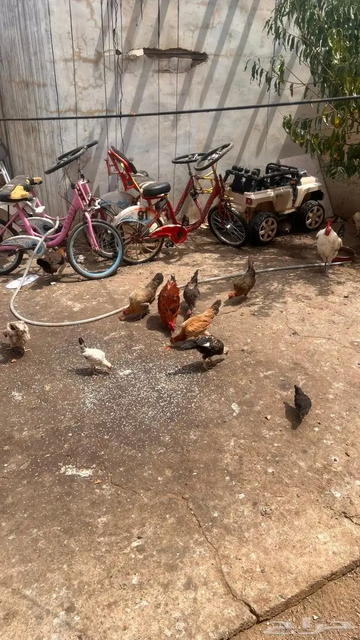 دجاج وديوك بلدي حضان 4