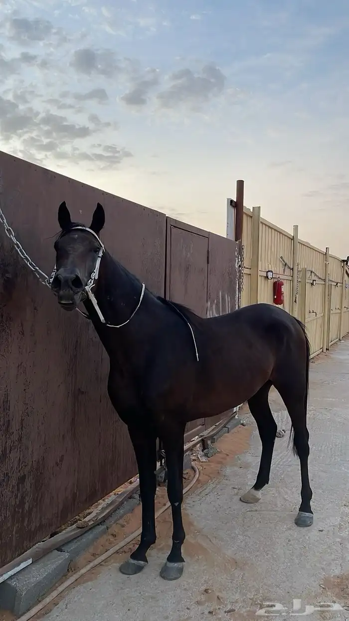 حصان شعبي 6