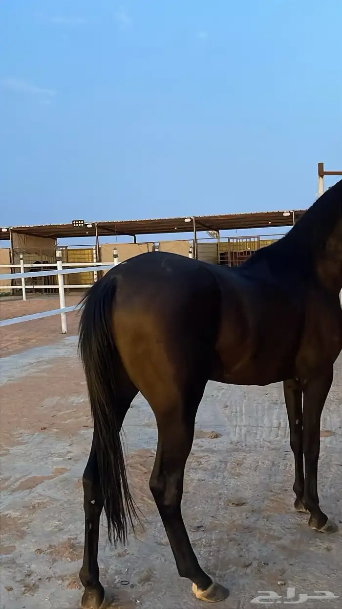 حصان شعبي 5