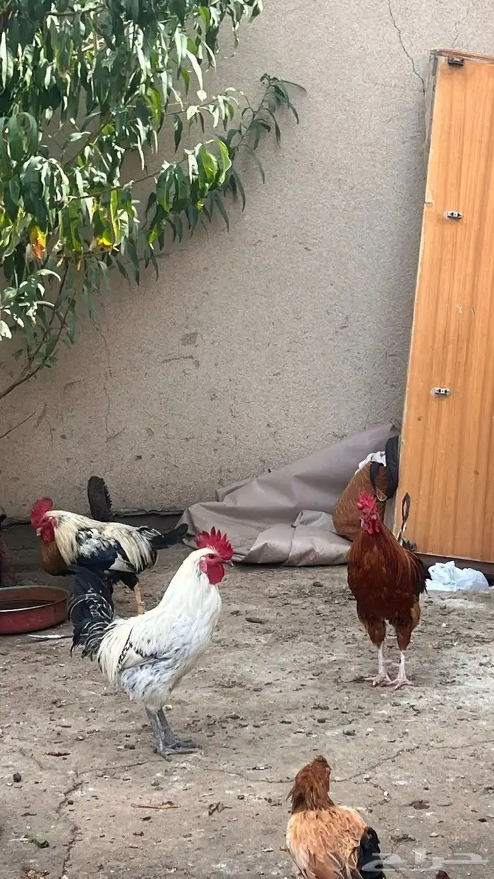 دجاج وديوك بلدي حضان 0