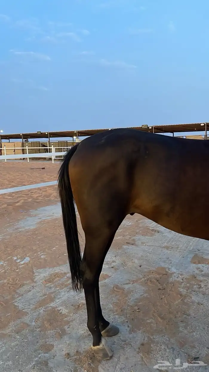 حصان شعبي 2