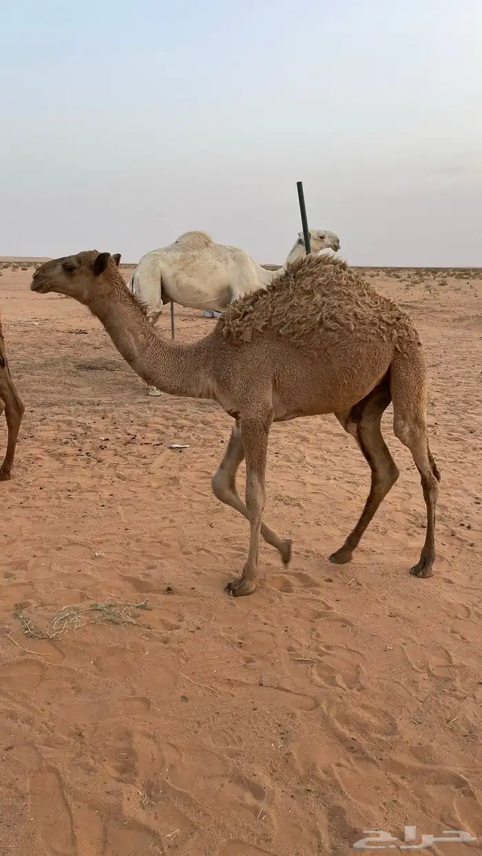 بكره للبيع 0