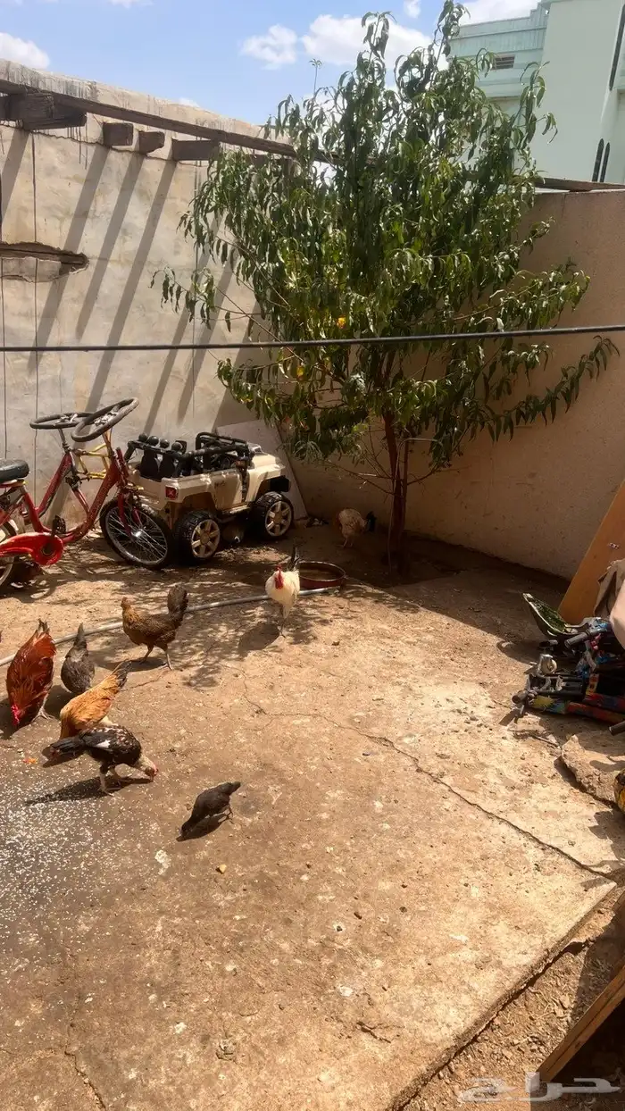 دجاج وديوك بلدي حضان 2