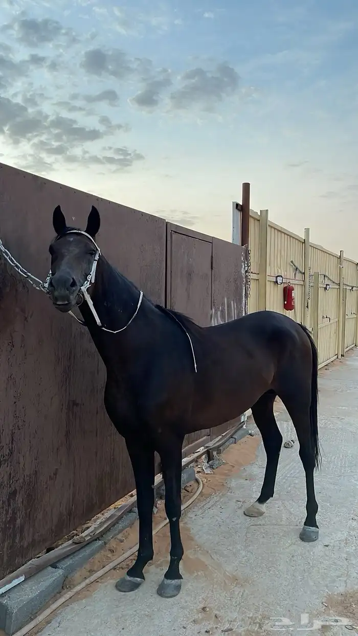 حصان شعبي 3