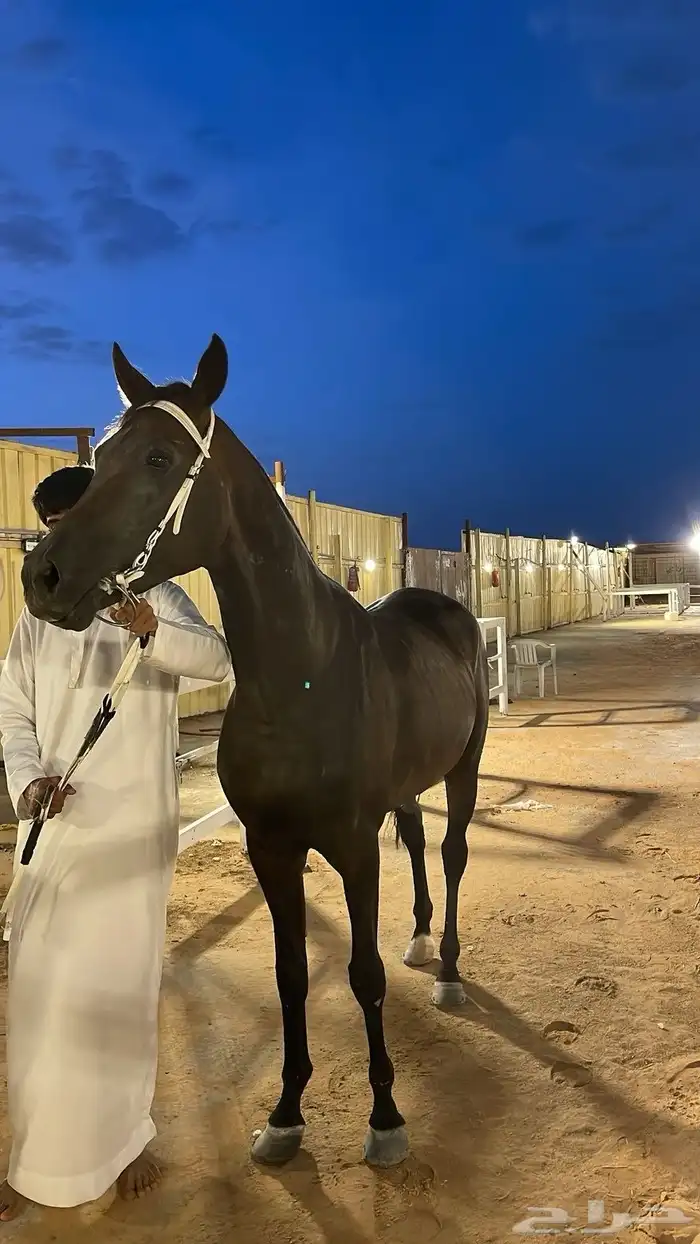 حصان شعبي 22