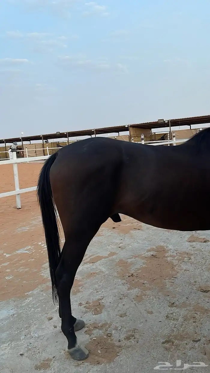 حصان شعبي 4