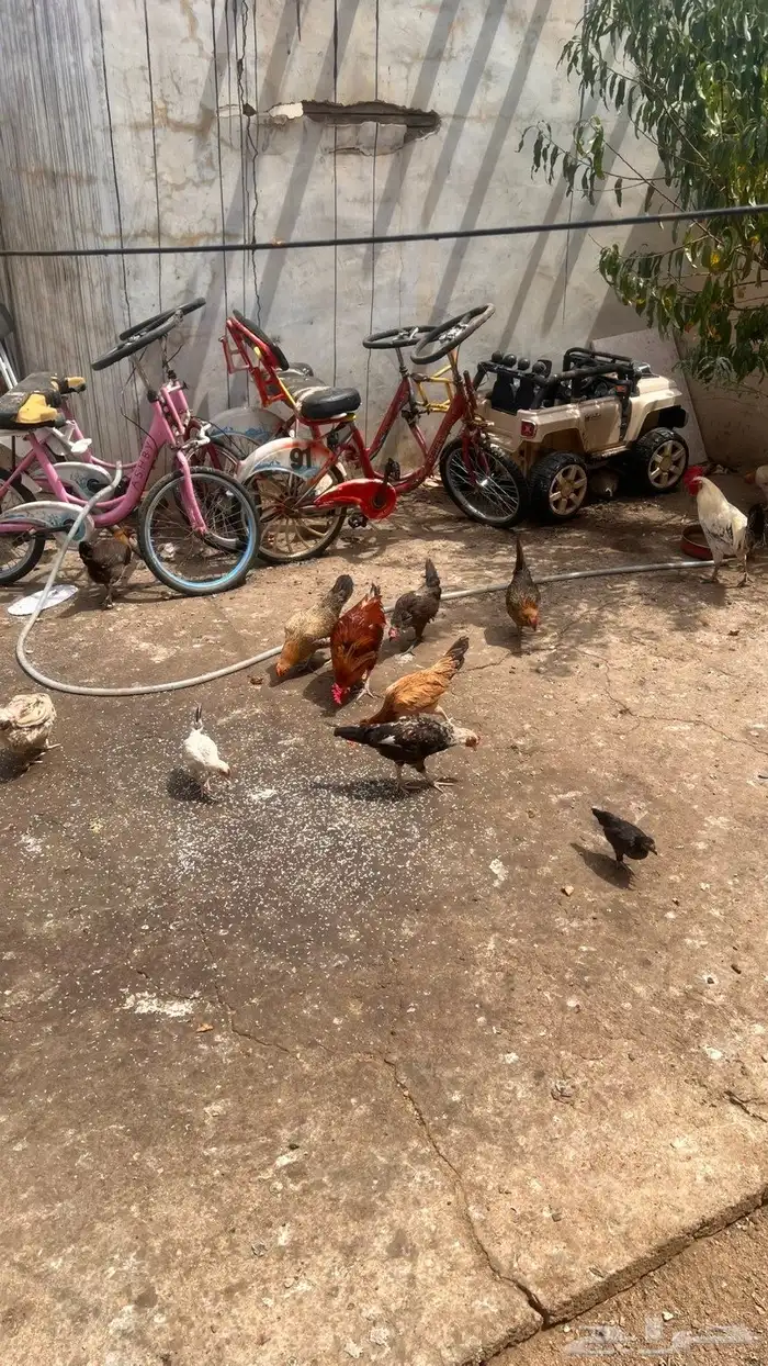 دجاج وديوك بلدي حضان 1