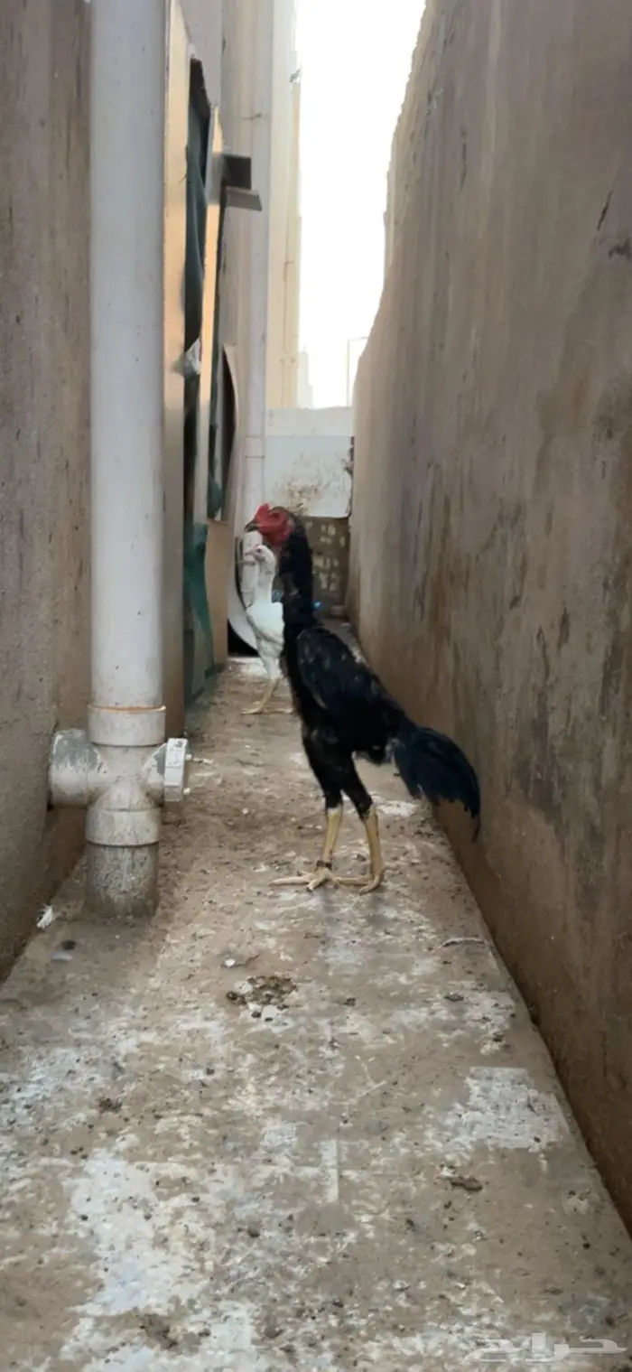 جوز سندي 2