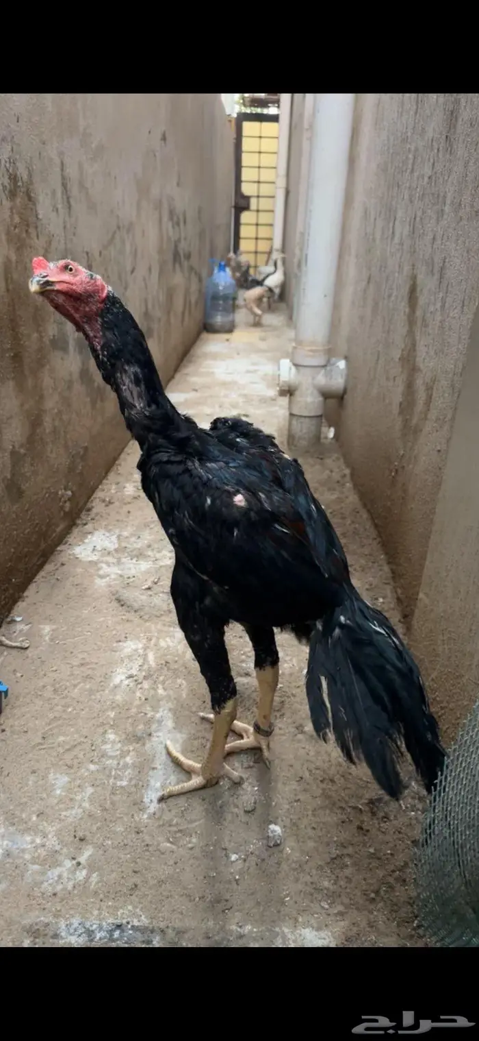 جوز سندي 1