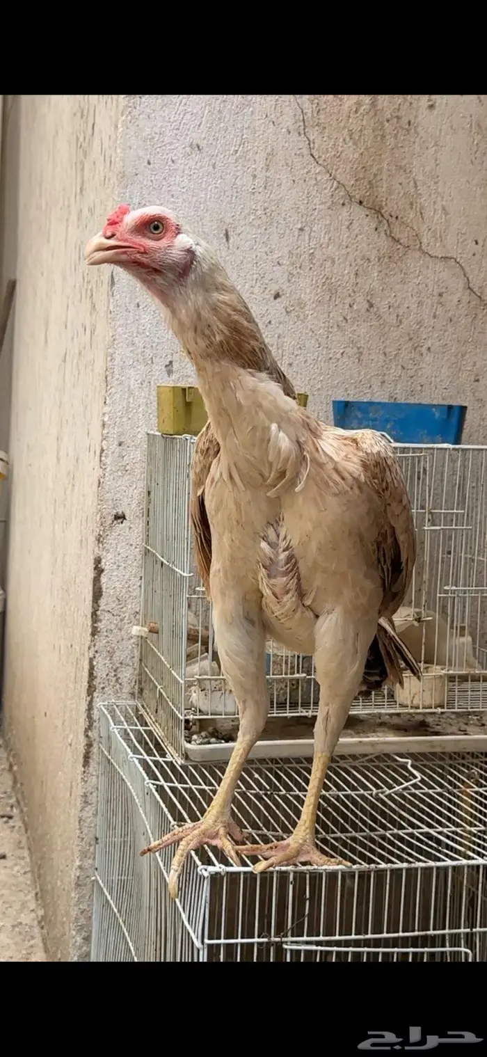 جوز سندي 3