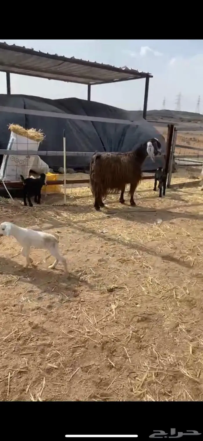 معزا جروم متاومات 0