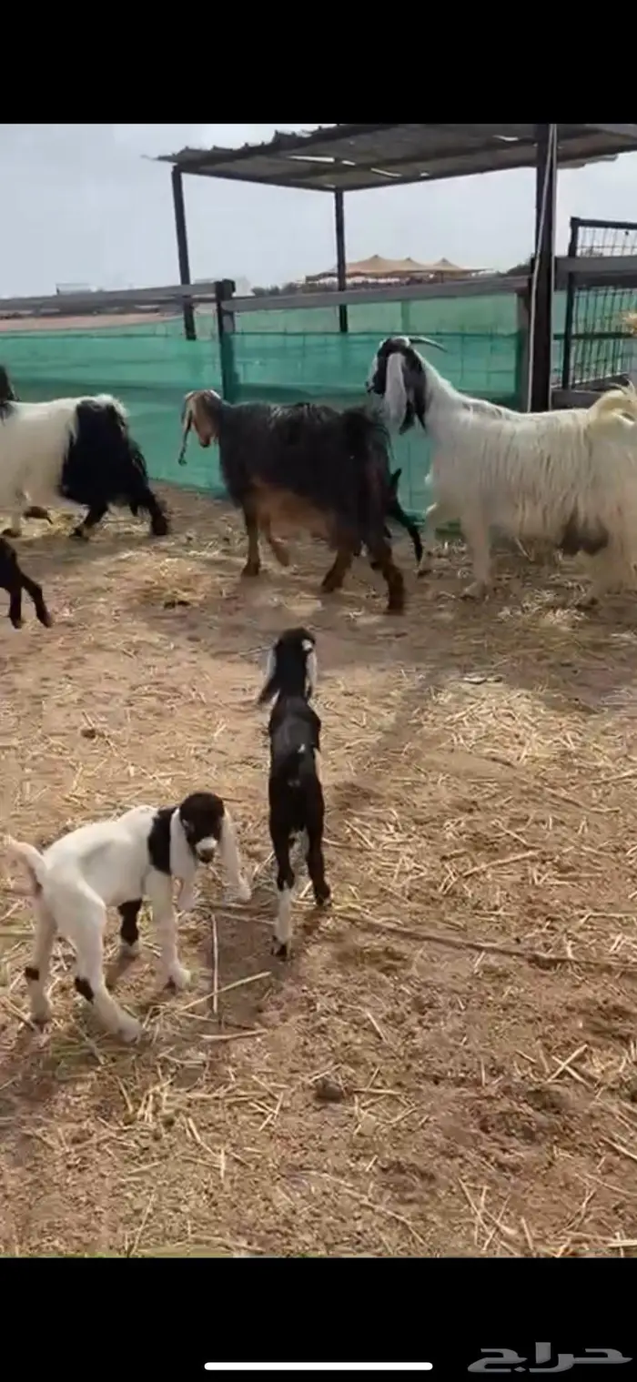 معزا جروم متاومات 2