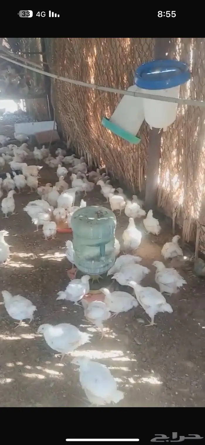 دجاج لاحم للبيع 1