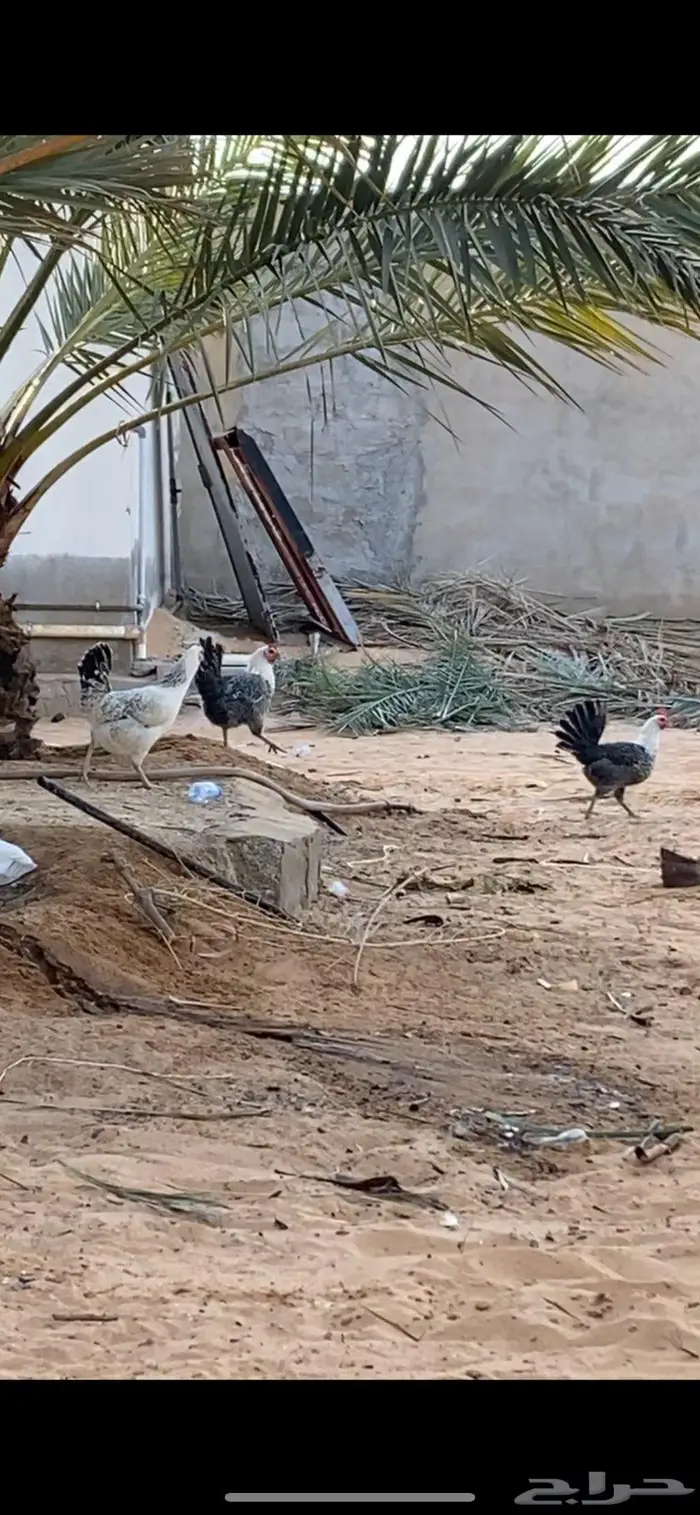 دجاج بياض 2