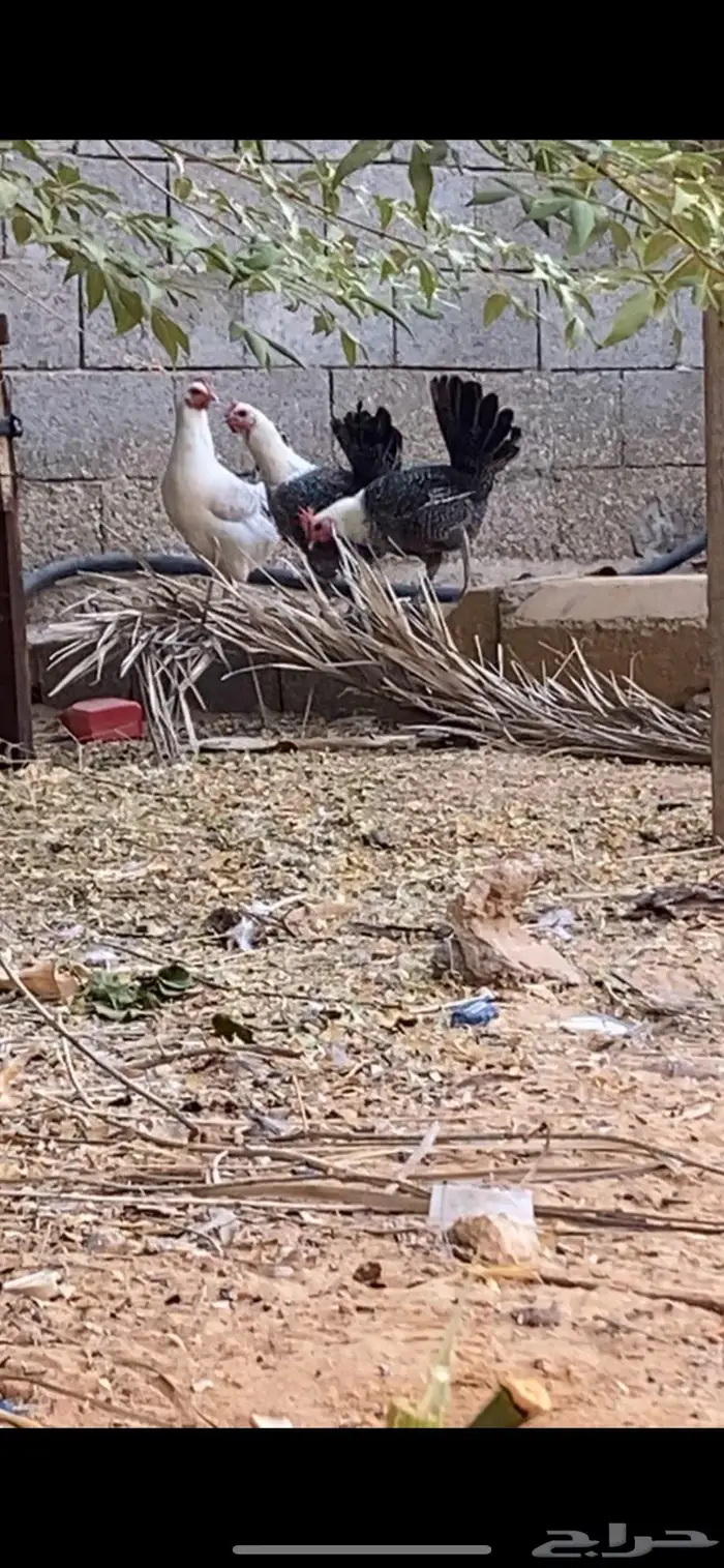 دجاج بياض 3