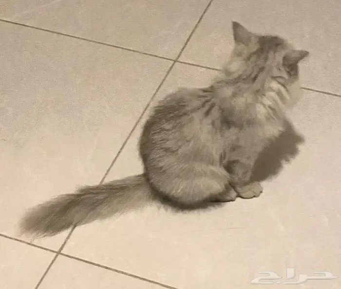 قطة مجانا 1