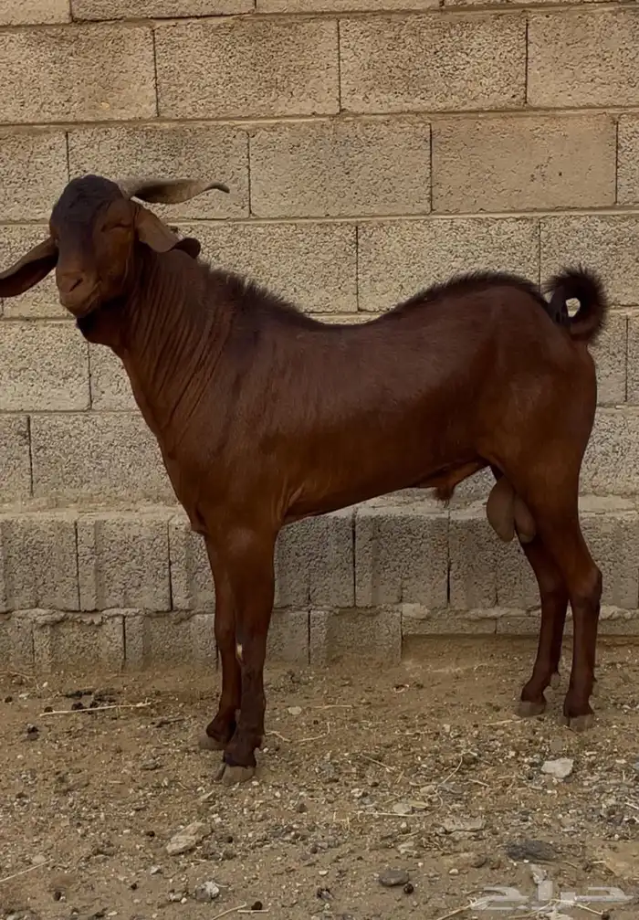 فحل ادهم ادبس رباع 9