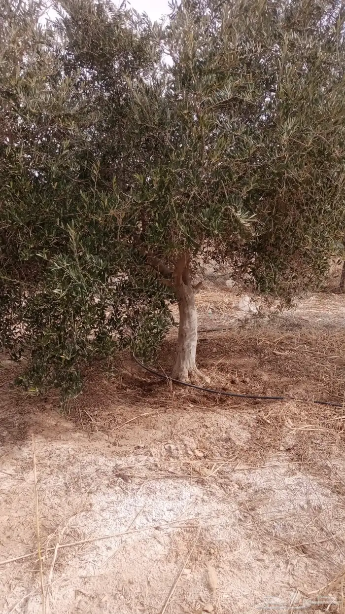 شجر زيون اشجار الزيتون 19